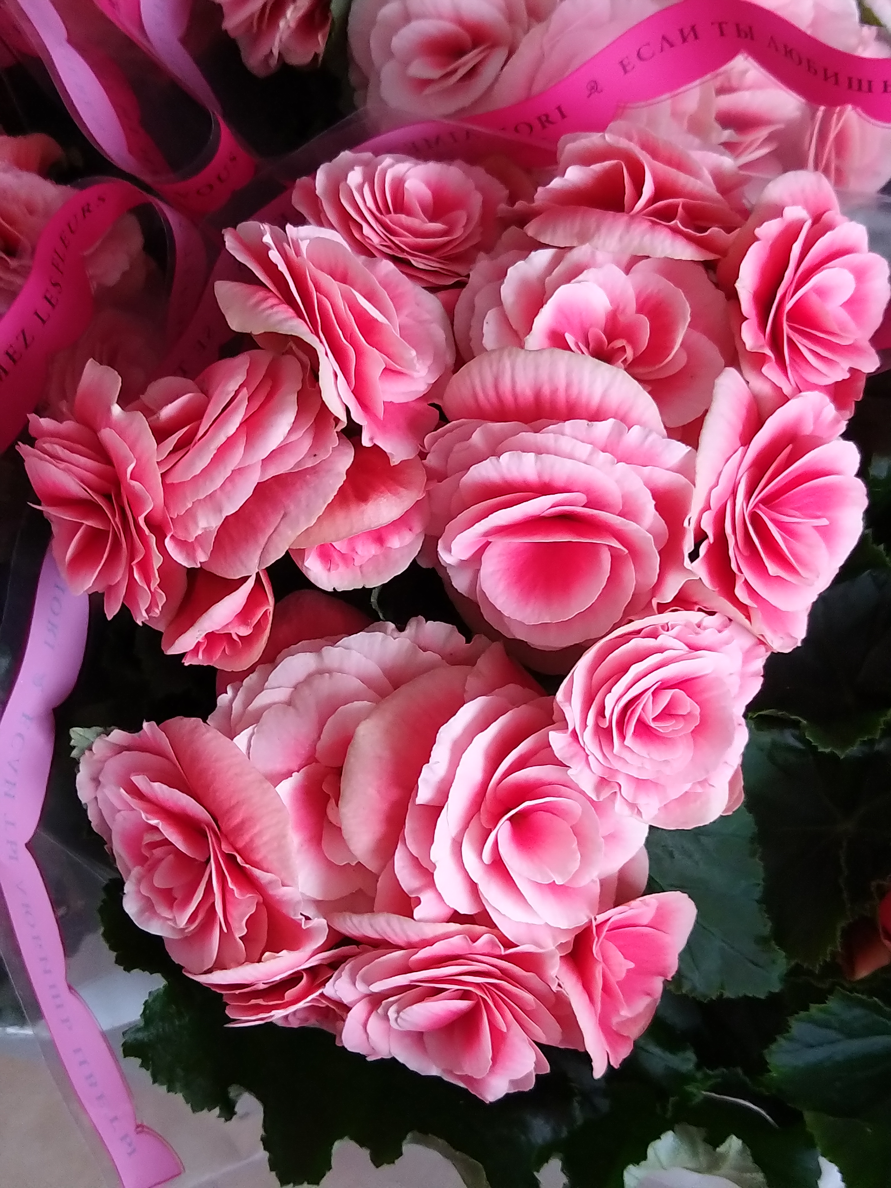 Begónia veľkokvetá ružová ´Pink´ 3 ks