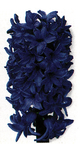 Hyacint východný ´Blue Jacket´ 10 ks v črepníku