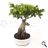 Figovník bonsaj