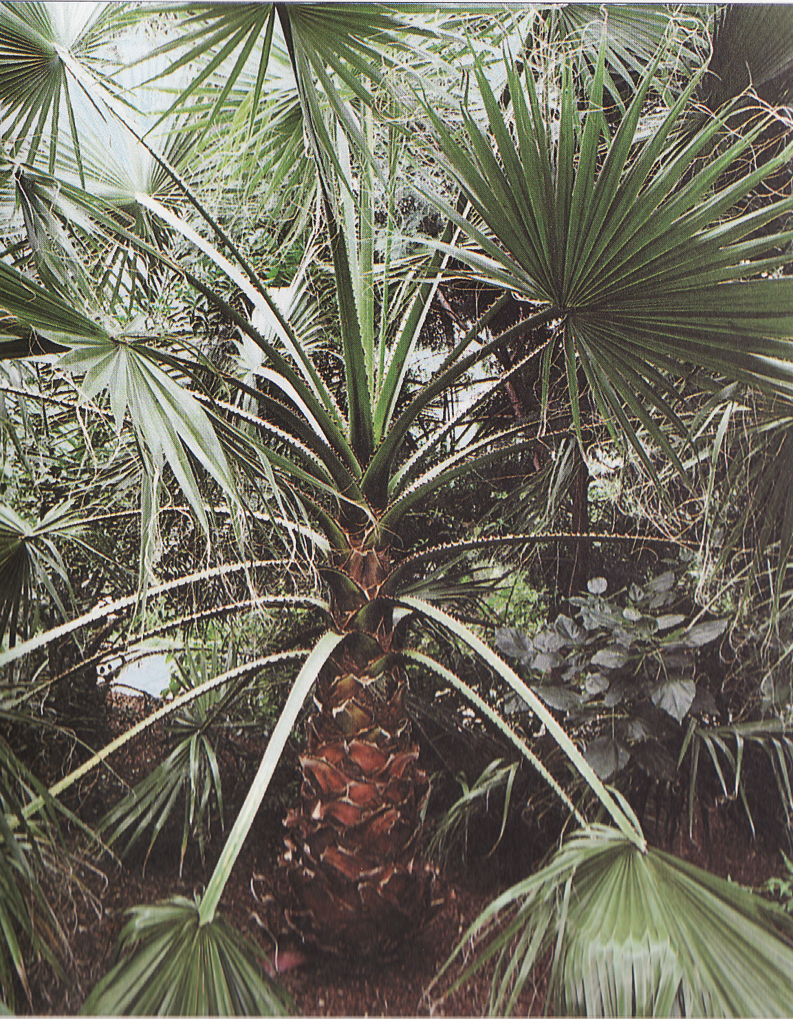 Palmovka obrovská