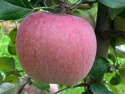 Jabloň ´Fuji´ (v črepníku)