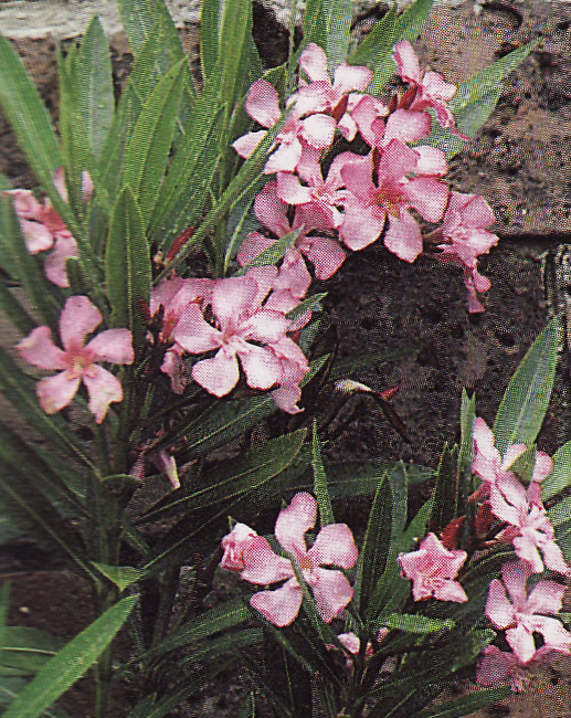Oleander obyčajný ružový