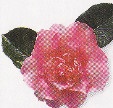 Kamélia ružová