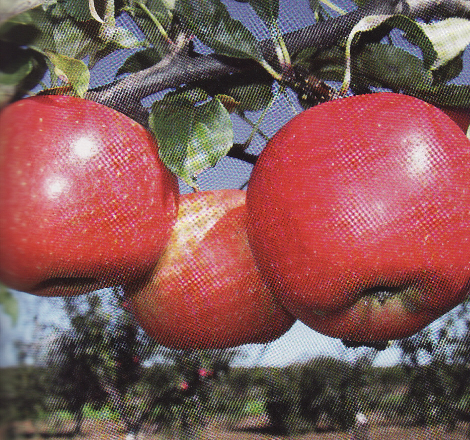 Jabloň ´Gala´ (v črepníku)