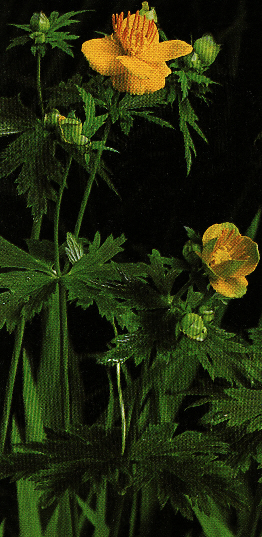 Žltohlav ´Goldkonigin´