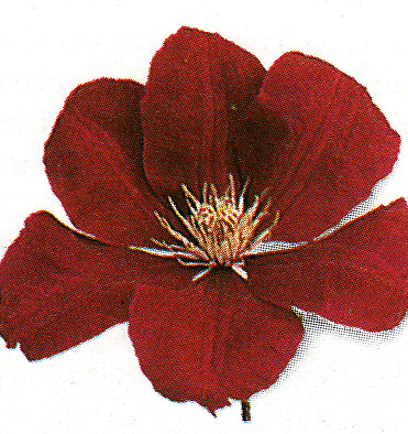 Plamienok ´Rouge Cardinal´