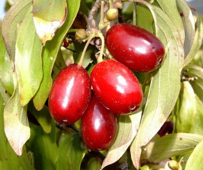 Drieň jedlý ´Macrocarpa´