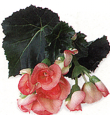 Begónia ružová