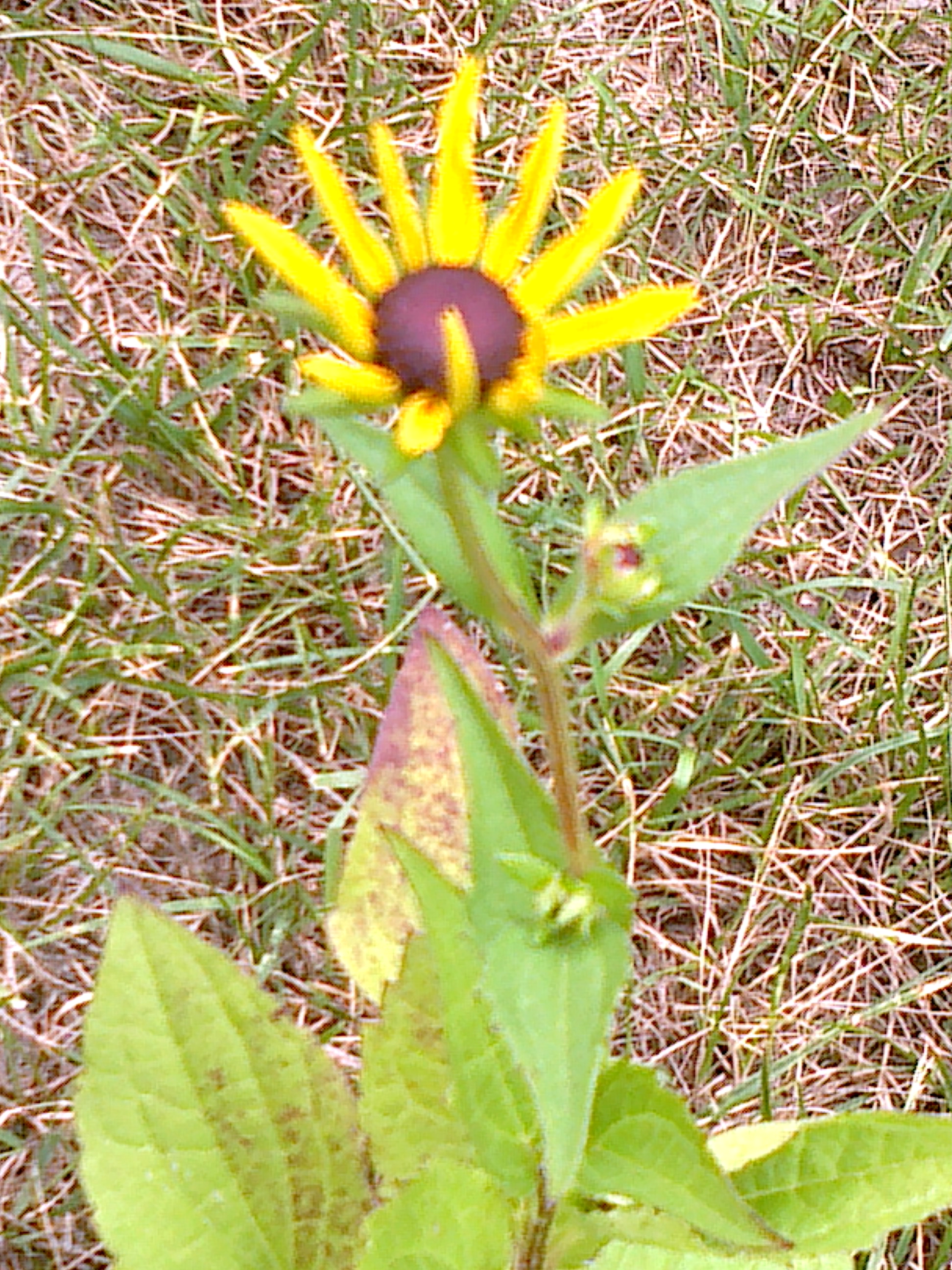 Rudbekia ´Goldsturm´