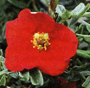 Nátržník ´Red Ace´