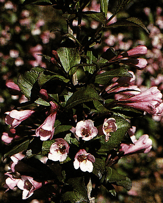 Vajgela ružová ´Rosea Nana´