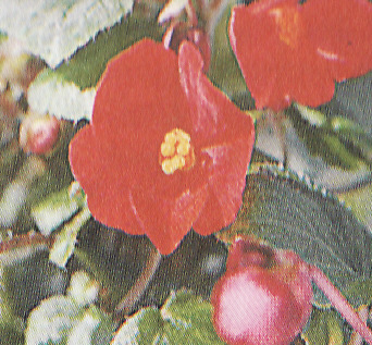 Begónia ´Flamboyant´