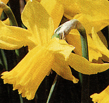 Narcis ´February Gold´ 5 ks