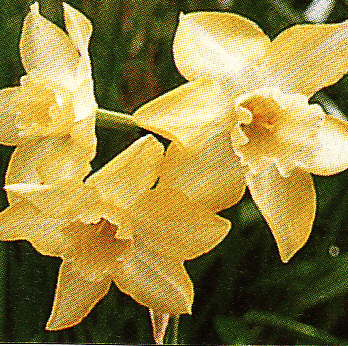Narcis ´Pipit´ 5 ks