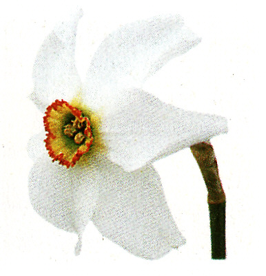 Narcis biely ´Recurvus´ 5 ks
