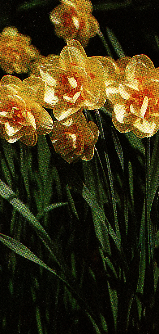 Narcis ´Tahiti´ 5 ks