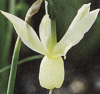 Narcis ´Triandrus Thalia´ 5 ks