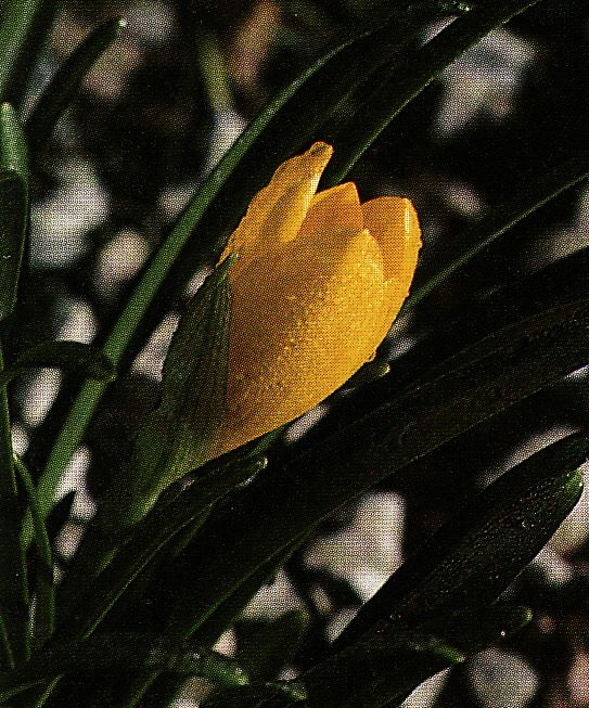 Šternbergia 3 ks