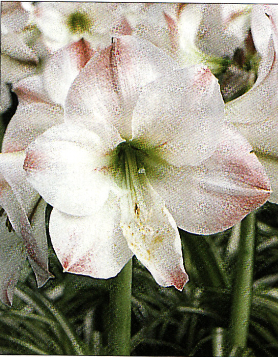 Zornica ´Apple Blossom´ 