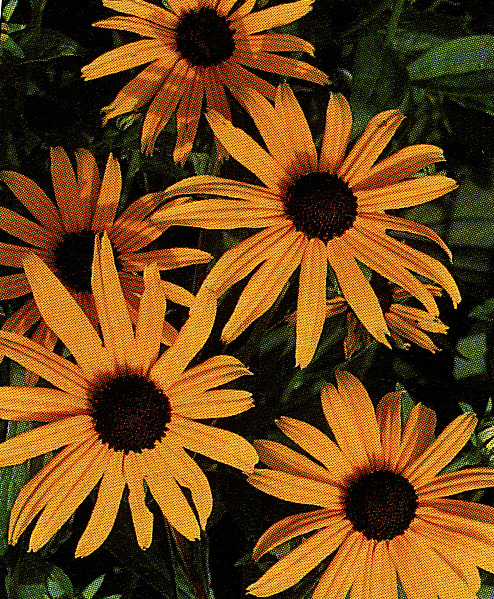 Rudbekia 0,5 g