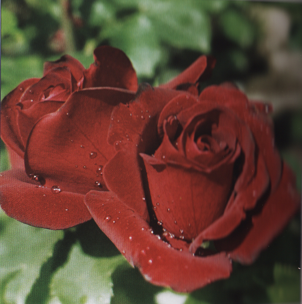 Ruža ´Black Lady´ (v črepníku)
