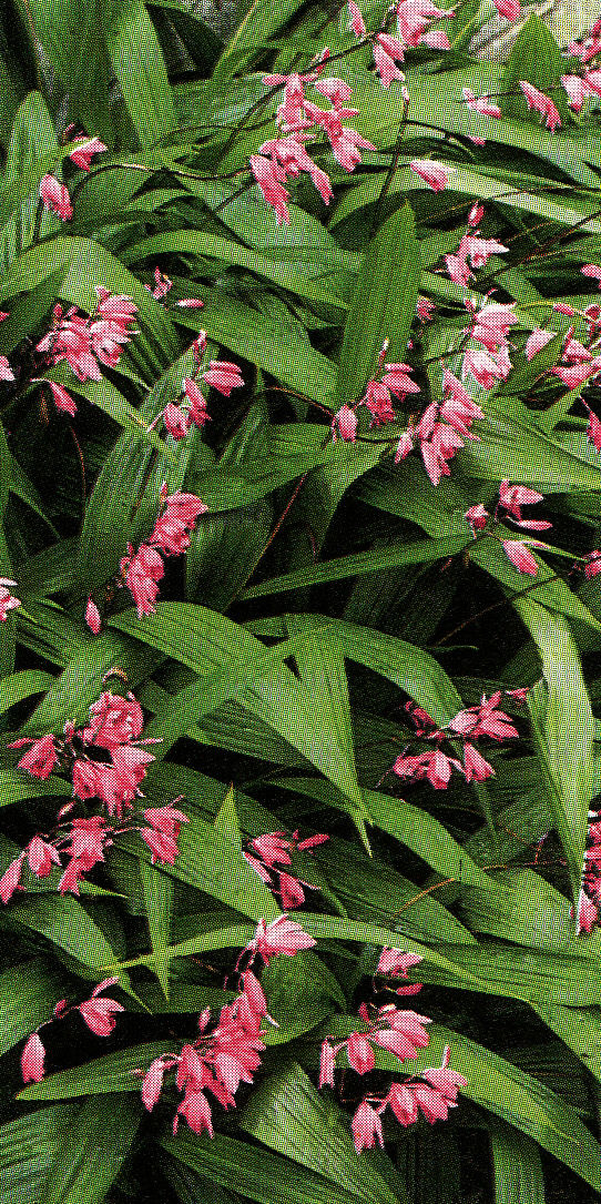 Bletilla