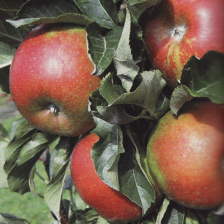 Stĺpovitá jabloň ´Rondo´