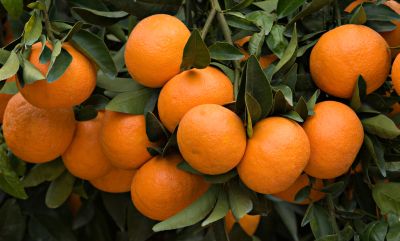 Citrónovník mandarínkový ´Primosole´