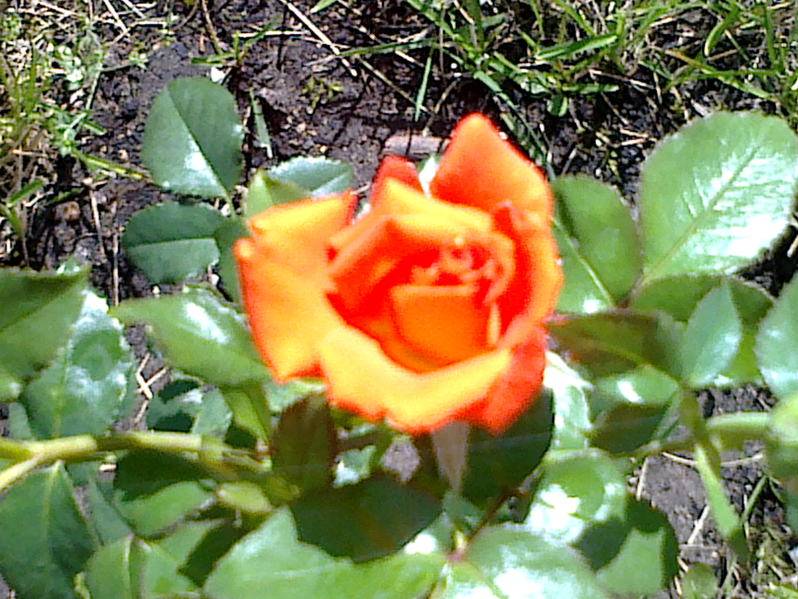 Ruža ´Monica´
