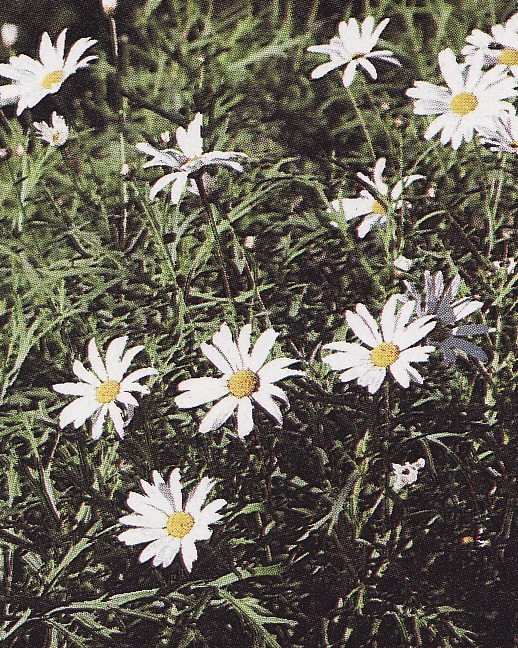 Argyranthemum ´White Star´