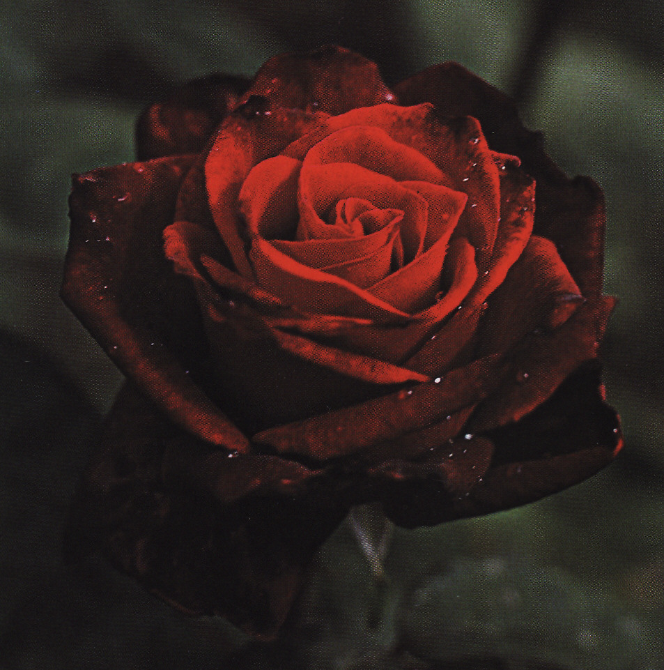 Ruža ´Barkarole´ (v črepníku)