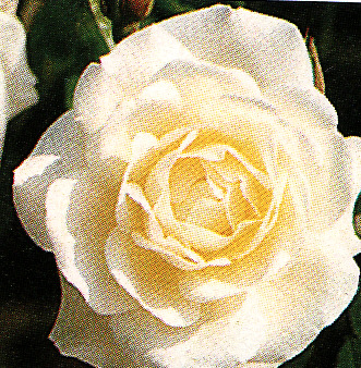 Ruža ´Schneewittchen´ (v črepníku)