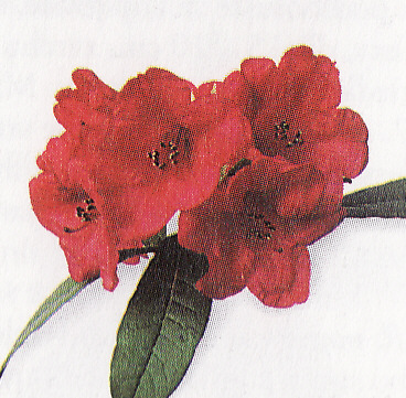Rododendrón červený
