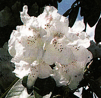 Rododendrón biely