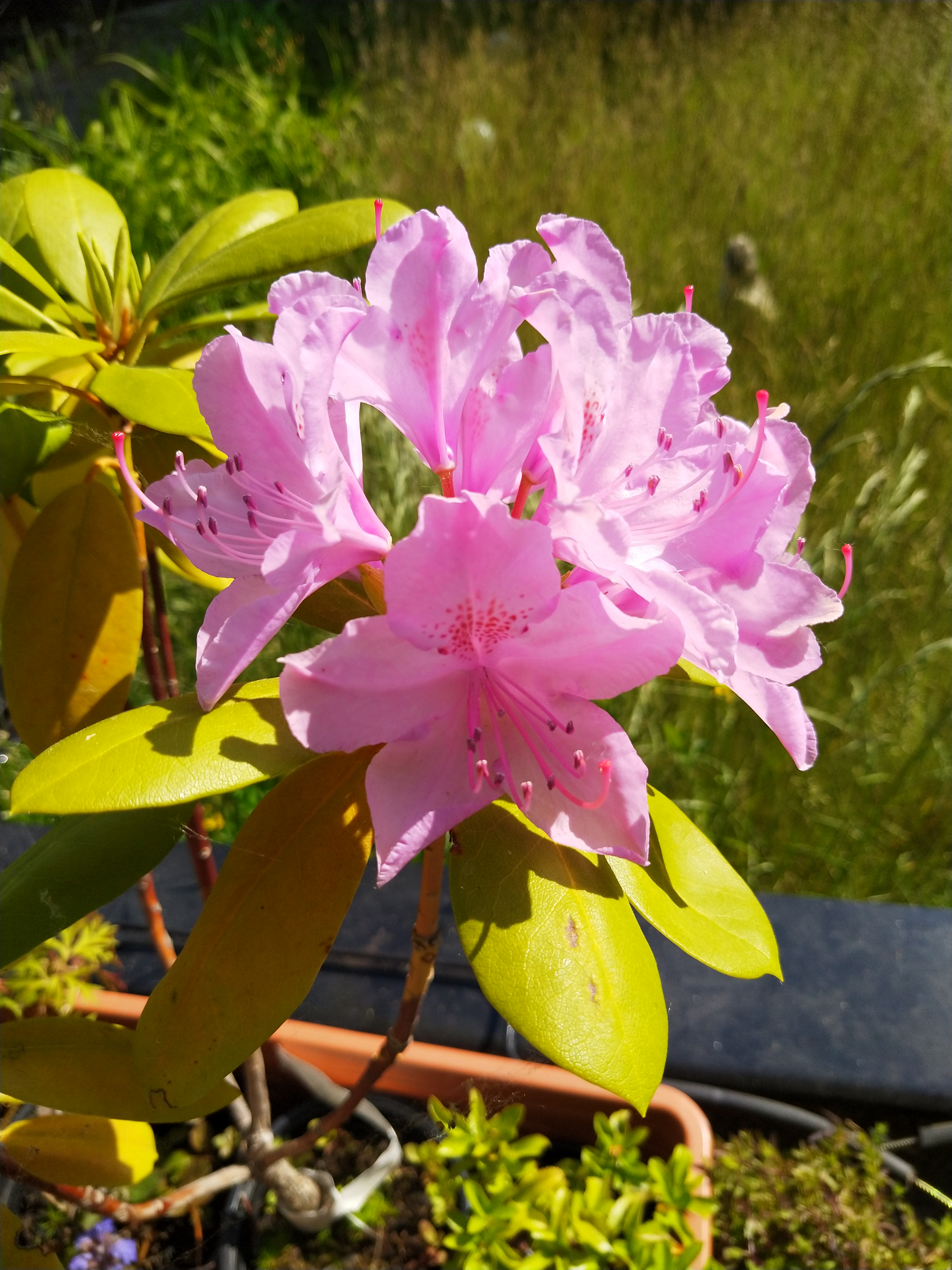 Rododendrón ružový