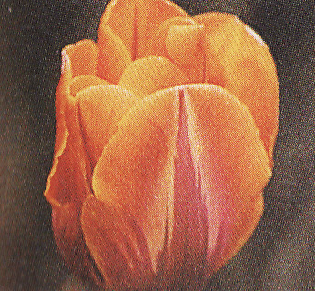 Tulipán ´Prinses Irene´ 5 ks