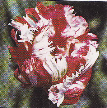 Tulipán ´Estella Rijnveld´ 5 ks