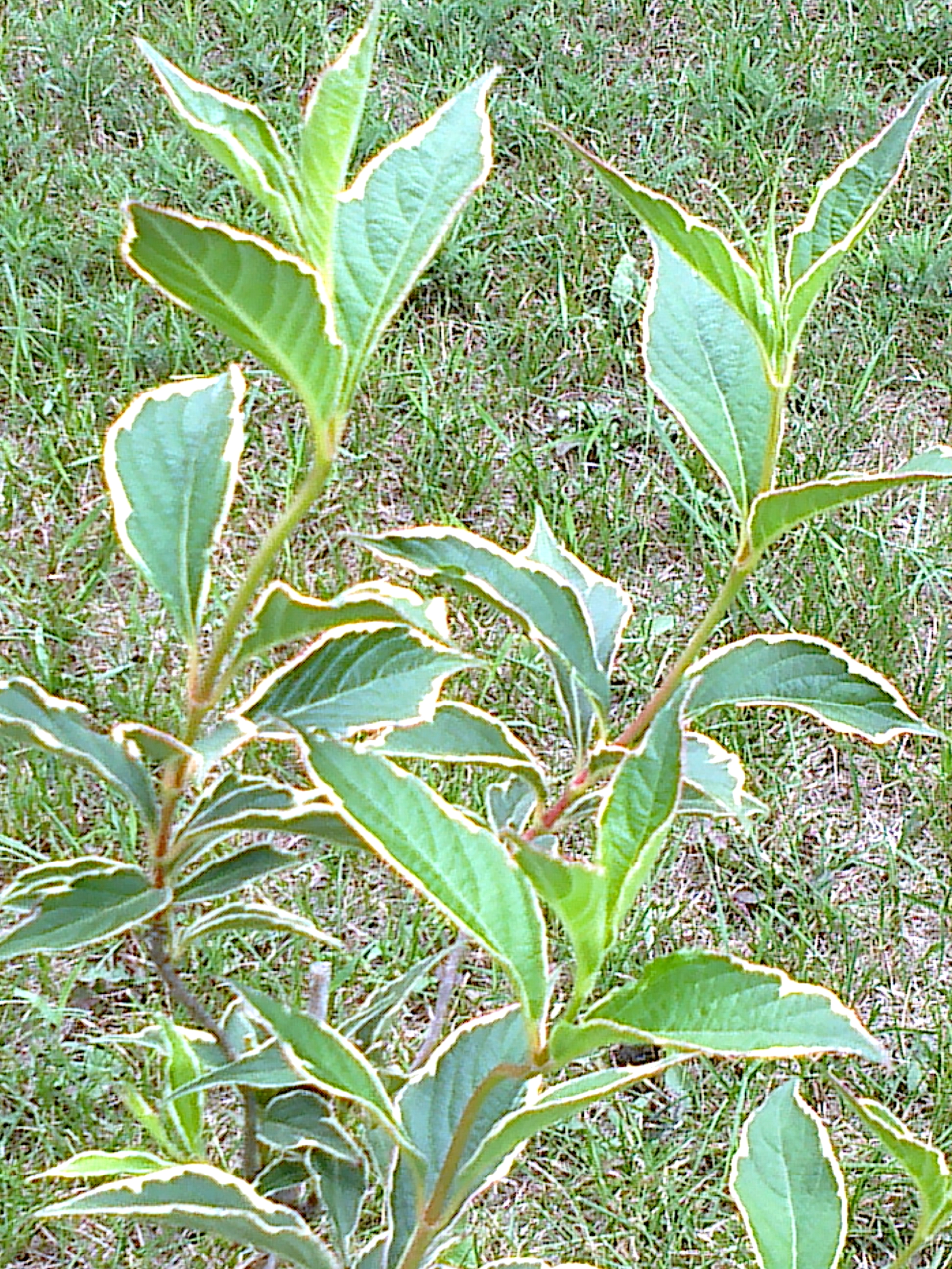 Vajgela ružová ´Variegata´