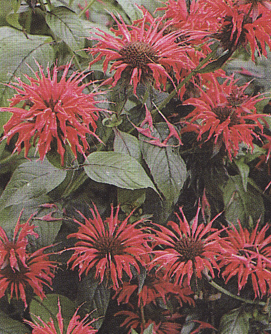 Monarda ´Cambridge Scarlet´