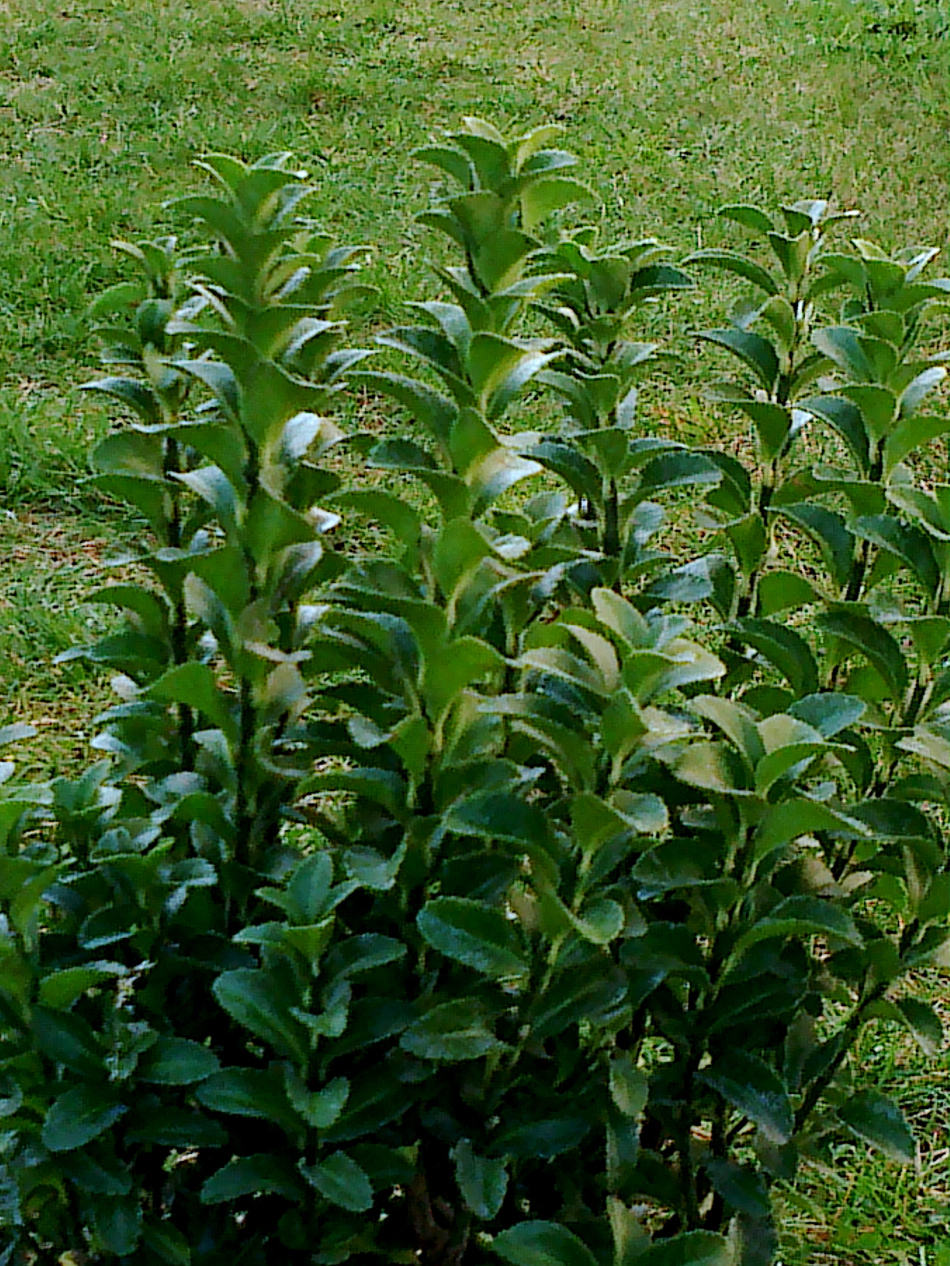 Bršlen japonský ´Green Rocket´