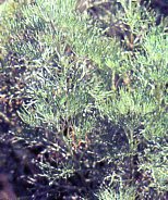 Palina abrotská ´Maritima´