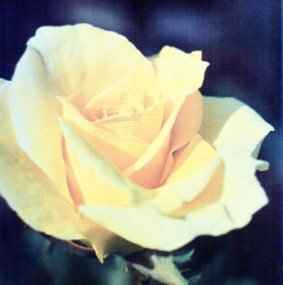 Ruža ´Mabella´