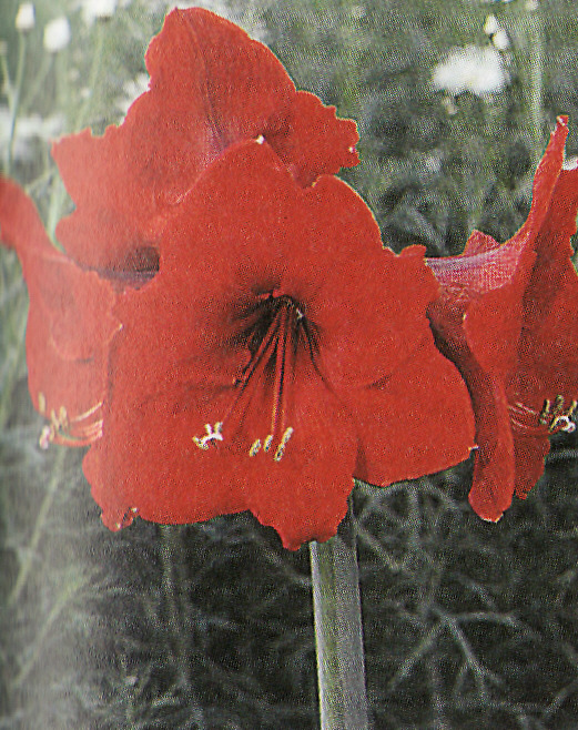 Zornica červená ´Red Lion´