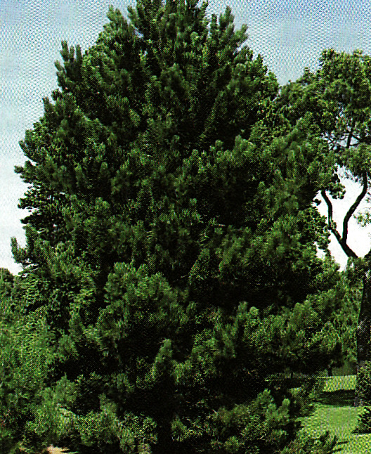 Borovica čierna ´Nigra´ 125 - 150 cm