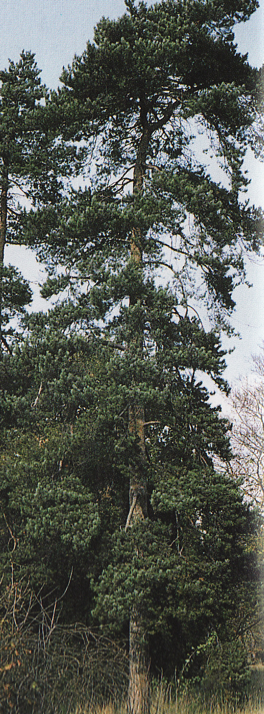 Borovica lesná Fastigiata