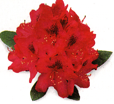 Rododendrón ´Nova Zembla´