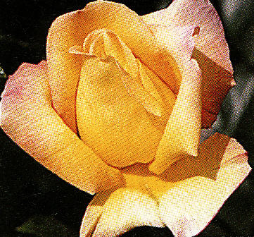 Ruža ´Peace´ (v črepníku)