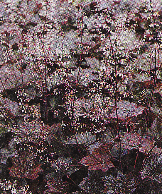 Heuchera ´Palace Purple´