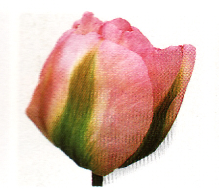 Tulipán ´Groenland´ 5 ks