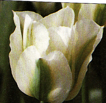 Tulipán ´Spring Green´ 5 ks
